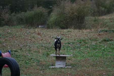 Specialty Goat Toys Image
